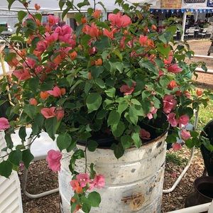 Meet your Posher, Tanya